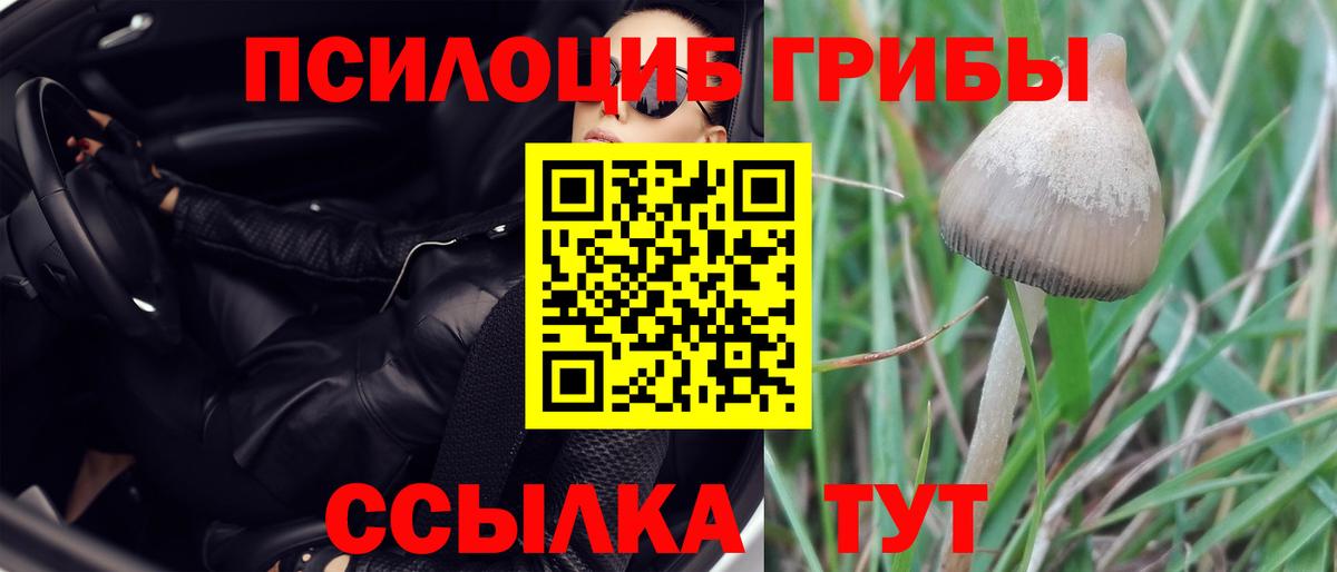 Галлюциногенные грибы Cubensis  Новочебоксарск 